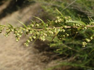 Artemisia dracunculus flower